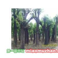 速生國槐