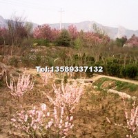 榆葉梅