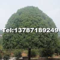 桂花