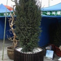 曼地亞紅豆杉