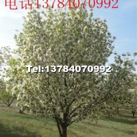 八棱海棠樹