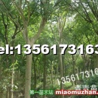 刺槐苗