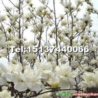 白玉蘭