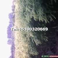 矮接金葉槐