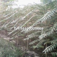千頭椿