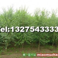 榆樹(shù)