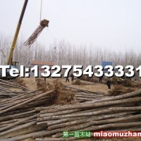 榆樹(shù)