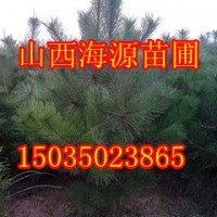 油松