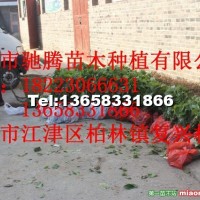 珙桐苗