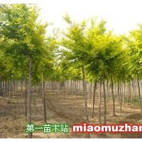 金葉榆