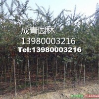紫薇
