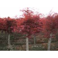 紅楓