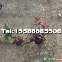 紅葉李小苗