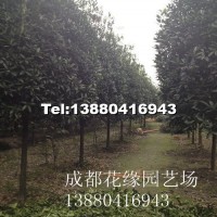 八月桂