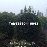 桂花