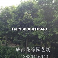 天竺桂