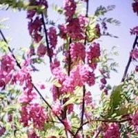 香花槐