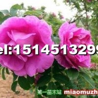 四季玫瑰