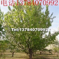 八棱海棠樹