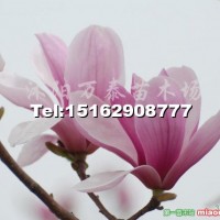 廣玉蘭