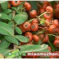 火棘