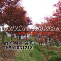 紅楓
