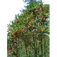 桂花