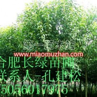 高桿女貞