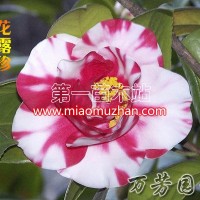 紅露珍