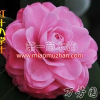 紅十八學士