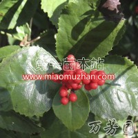 草珊瑚