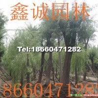 國(guó)槐