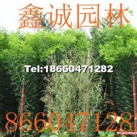 速生國(guó)槐