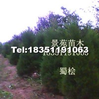 蜀檜