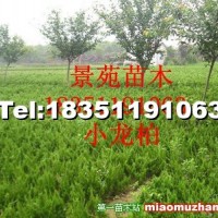 小龍柏