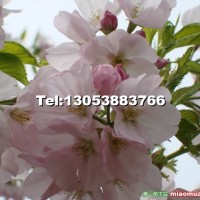櫻花
