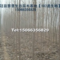 107速生楊