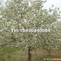 八棱海棠樹(shù)