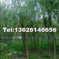 青皮垂柳