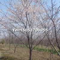 櫻花