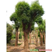 移栽香樟