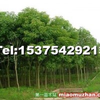 重陽(yáng)木