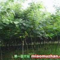 合歡
