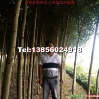 大葉女貞