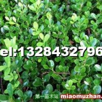 小葉黃楊