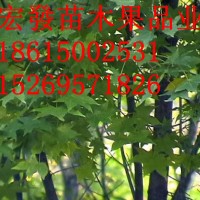 五角楓