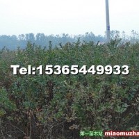 叢生紫薇