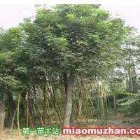 樸樹
