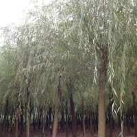青皮垂柳