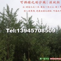 沙棘